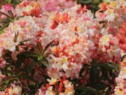 Laubabwerfende Azalee 'Jack A. Sand' 13 Laubabwerfende Azalee 'Jack A. Sand' -Deutschland Garten Funk Verkaufs-Shop laubabwerfende azalee jack a sand m003334 w 9