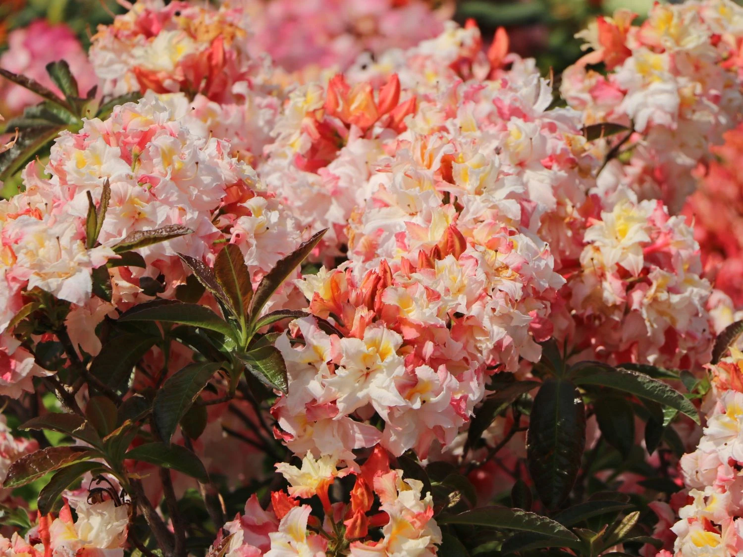 Laubabwerfende Azalee 'Jack A. Sand' 3 Laubabwerfende Azalee 'Jack A. Sand' – Bild 3