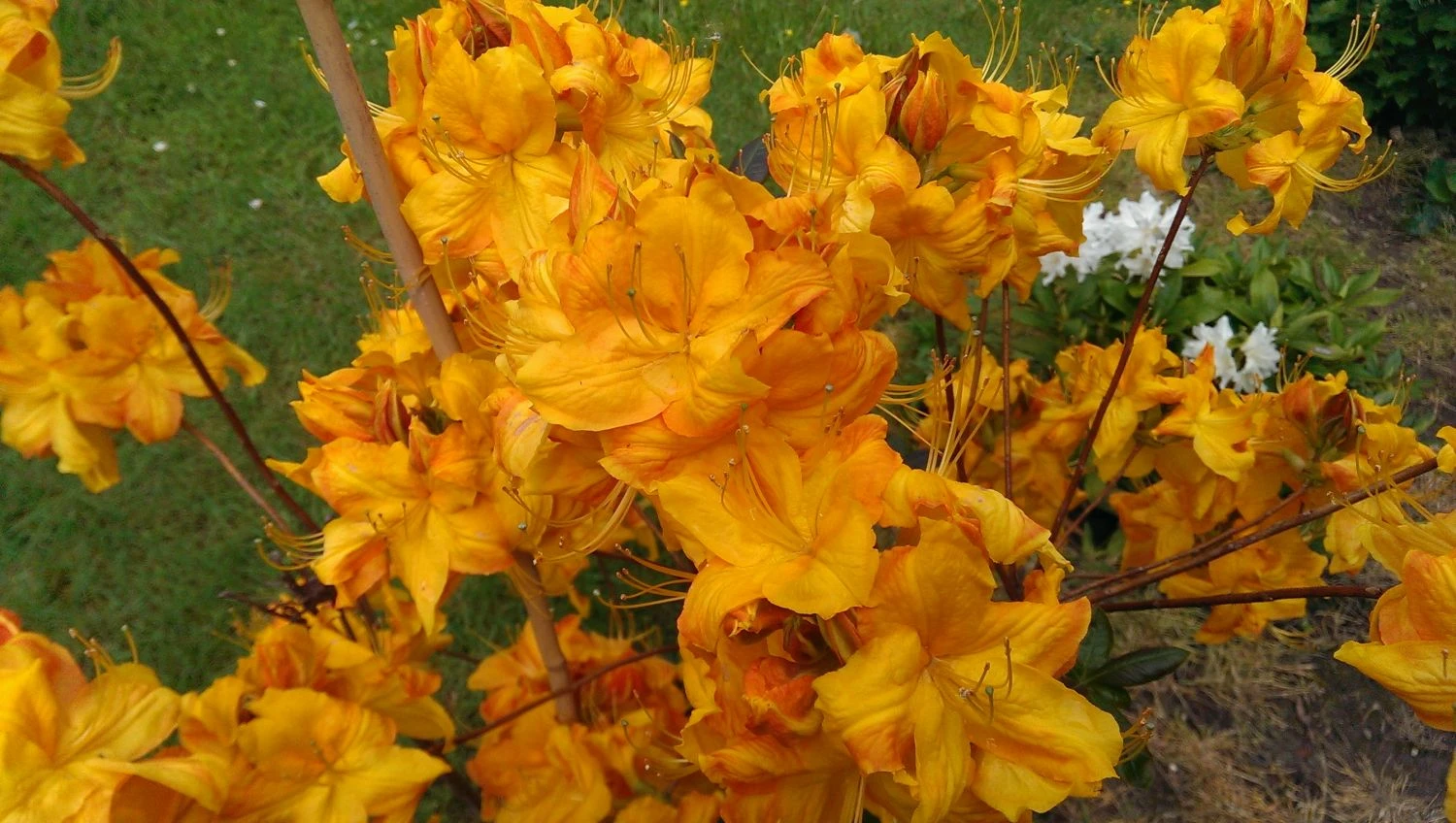 Laubabwerfende Azalee 'Klondyke' 9 Laubabwerfende Azalee 'Klondyke' – Bild 9