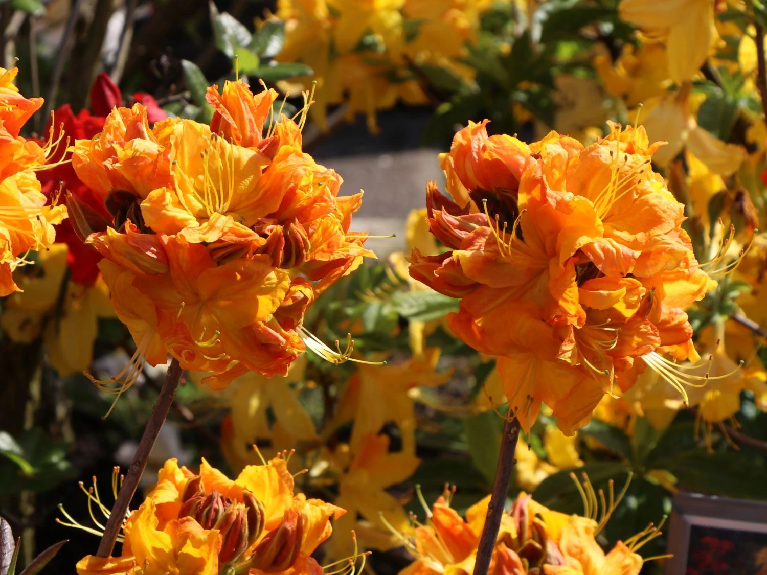 Laubabwerfende Azalee 'Klondyke' 6 Laubabwerfende Azalee 'Klondyke' – Bild 6