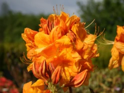 Laubabwerfende Azalee 'Klondyke' 15 Laubabwerfende Azalee 'Klondyke' -Deutschland Garten Funk Verkaufs-Shop laubabwerfende azalee klondyke m005036 w 1