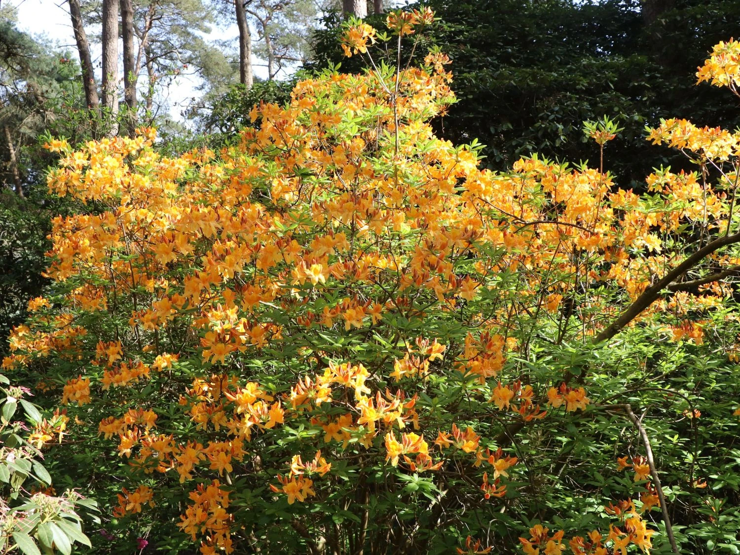 Laubabwerfende Azalee 'Klondyke' 3 Laubabwerfende Azalee 'Klondyke' – Bild 3