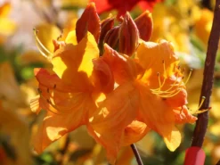 Laubabwerfende Azalee 'Klondyke' 13 Laubabwerfende Azalee 'Klondyke' -Deutschland Garten Funk Verkaufs-Shop laubabwerfende azalee klondyke m005036 w 3