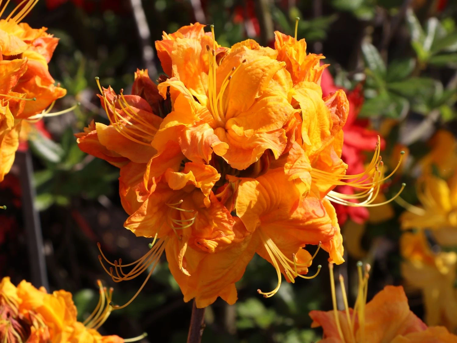 Laubabwerfende Azalee 'Klondyke' 8 Laubabwerfende Azalee 'Klondyke' – Bild 8