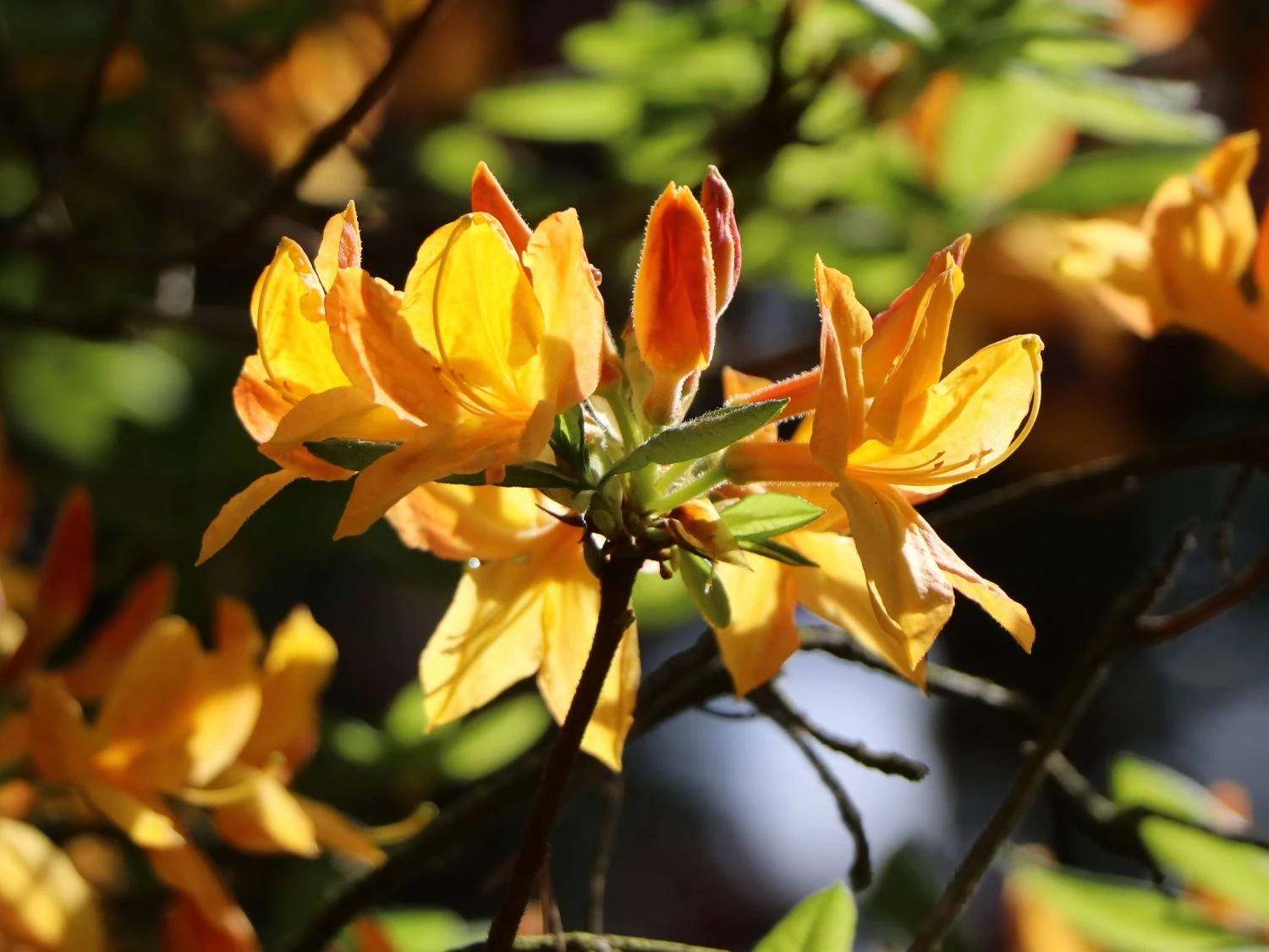 Laubabwerfende Azalee 'Klondyke' 2 Laubabwerfende Azalee 'Klondyke' – Bild 2