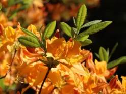 Laubabwerfende Azalee 'Klondyke' 12 Laubabwerfende Azalee 'Klondyke' -Deutschland Garten Funk Verkaufs-Shop laubabwerfende azalee klondyke m005036 w 6