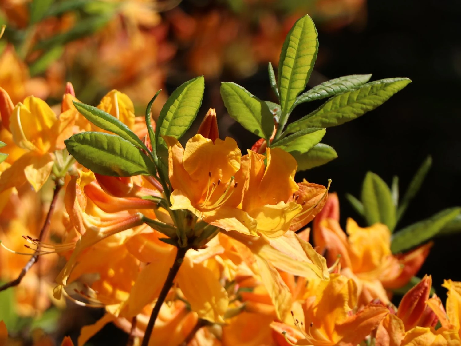 Laubabwerfende Azalee 'Klondyke' 4 Laubabwerfende Azalee 'Klondyke' – Bild 4