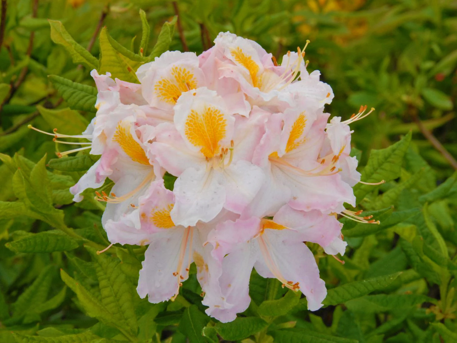 Laubabwerfende Azalee 'Möwe' 1 Laubabwerfende Azalee 'Möwe'