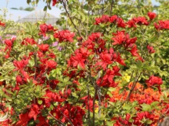 Laubabwerfende Azalee 'Nabucco'
