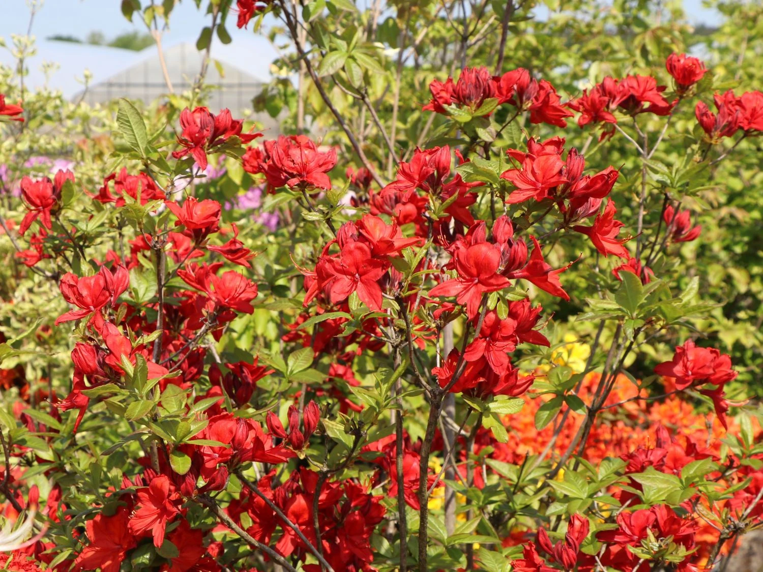 Laubabwerfende Azalee 'Nabucco' 1 Laubabwerfende Azalee 'Nabucco'