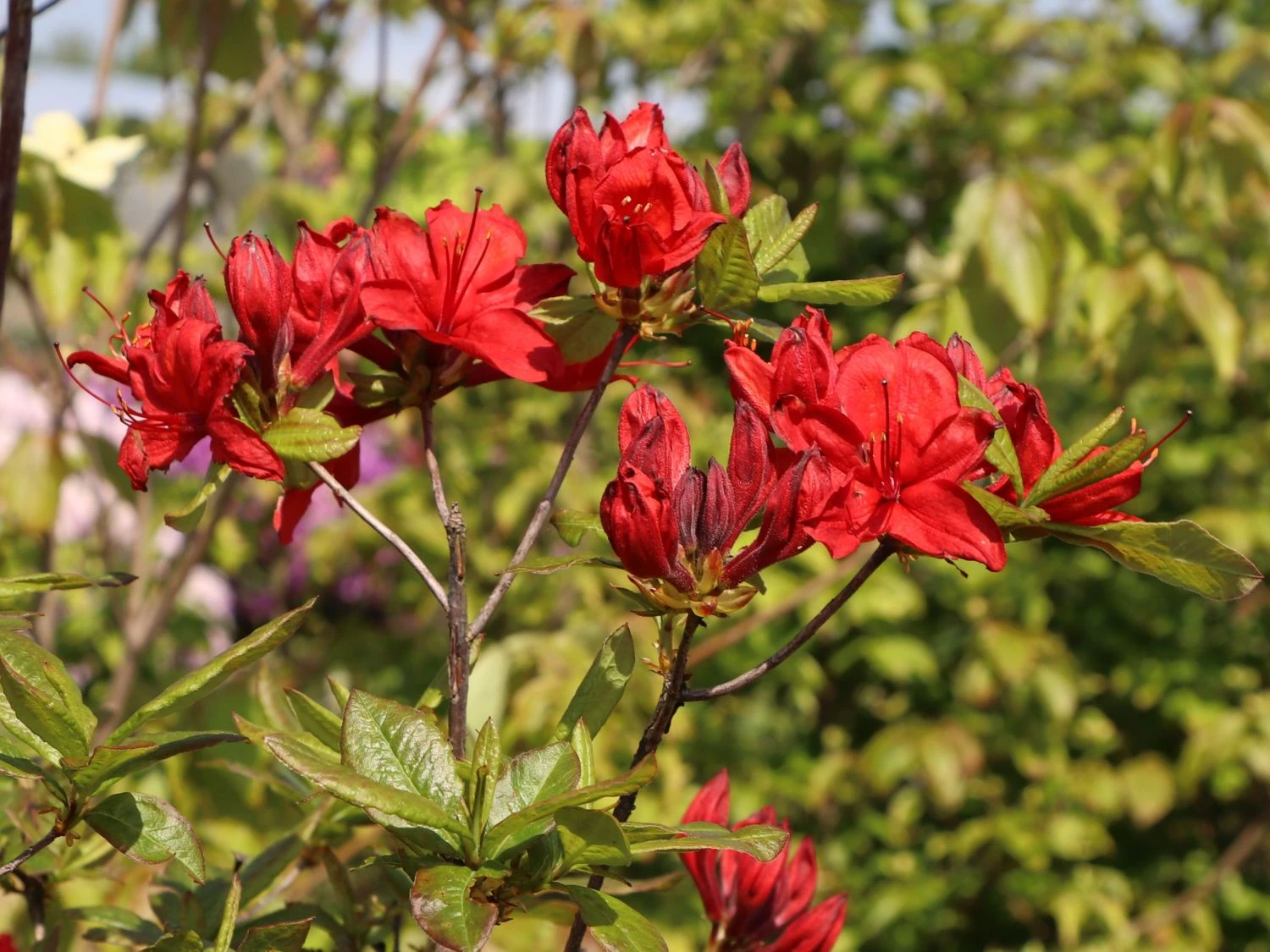 Laubabwerfende Azalee 'Nabucco' 2 Laubabwerfende Azalee 'Nabucco' – Bild 2