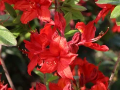 Laubabwerfende Azalee 'Nabucco' 6 Laubabwerfende Azalee 'Nabucco' -Deutschland Garten Funk Verkaufs-Shop laubabwerfende azalee nabucco m006872 w 2