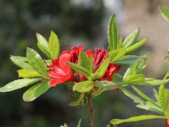 Laubabwerfende Azalee 'Nabucco' 7 Laubabwerfende Azalee 'Nabucco' -Deutschland Garten Funk Verkaufs-Shop laubabwerfende azalee nabucco m006872 w 3