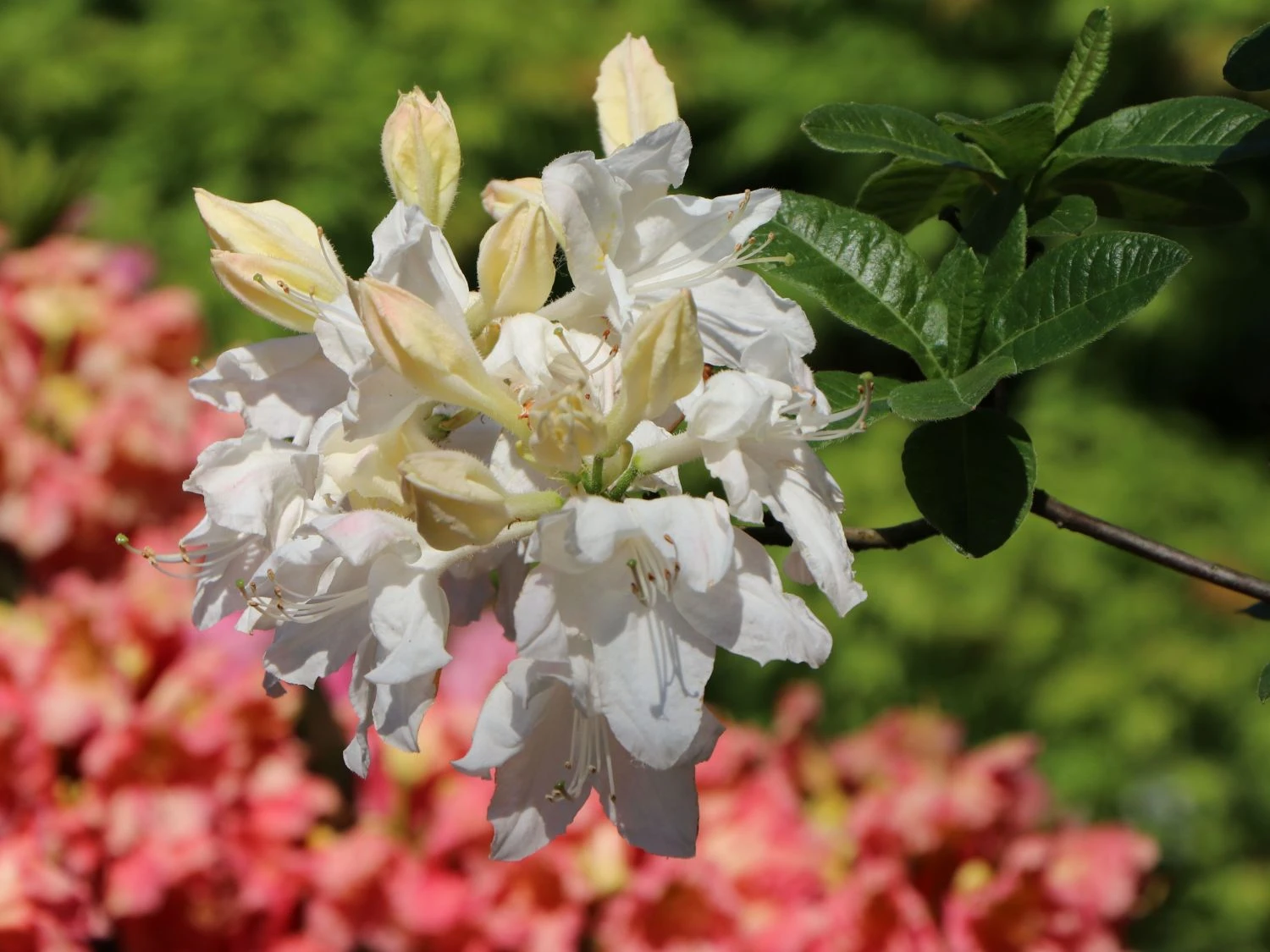 Laubabwerfende Azalee 'Oxydol' 4 Laubabwerfende Azalee 'Oxydol' – Bild 4
