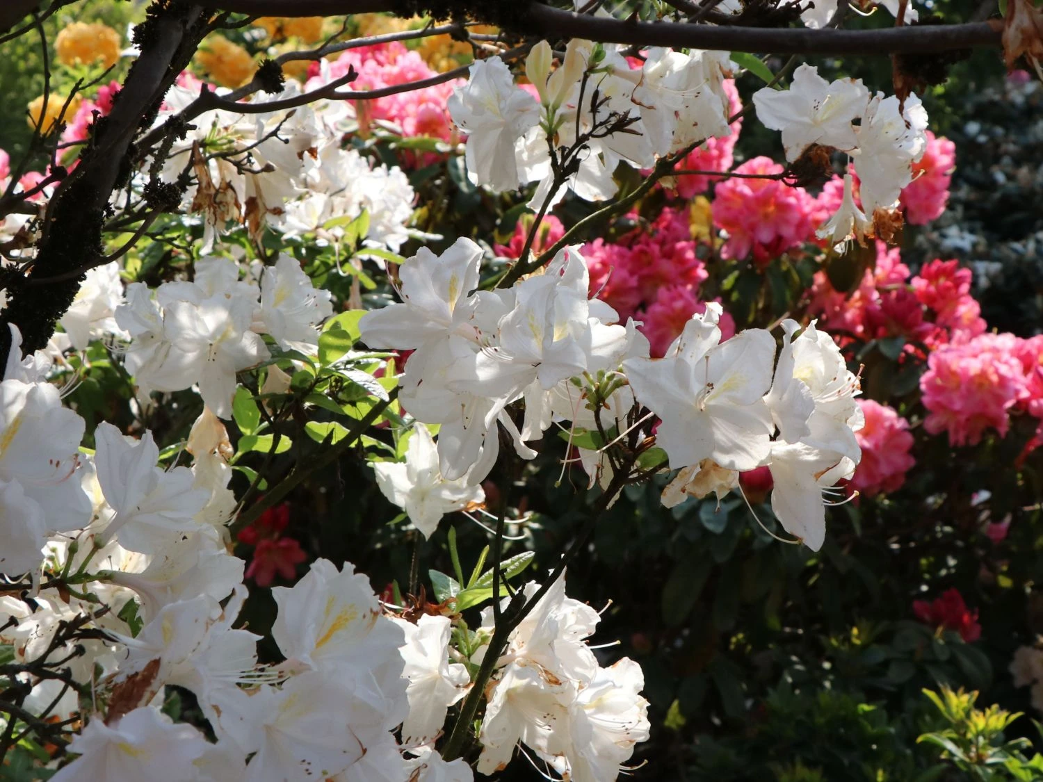 Laubabwerfende Azalee 'Oxydol' 5 Laubabwerfende Azalee 'Oxydol' – Bild 5