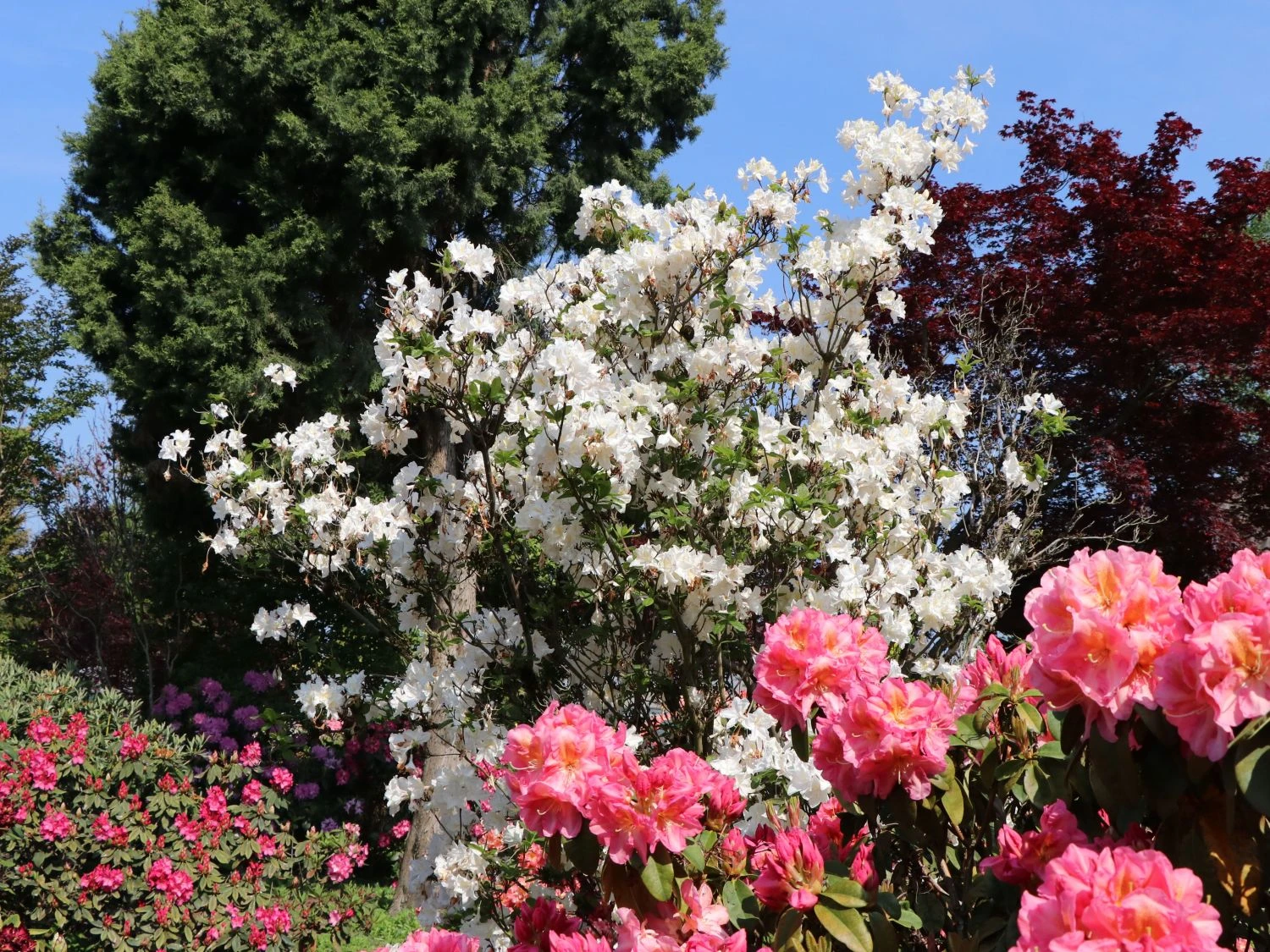 Laubabwerfende Azalee 'Oxydol' 2 Laubabwerfende Azalee 'Oxydol' – Bild 2