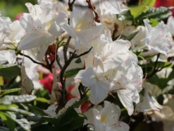 Laubabwerfende Azalee 'Oxydol' 8 Laubabwerfende Azalee 'Oxydol' -Deutschland Garten Funk Verkaufs-Shop laubabwerfende azalee oxydol m006884 w 3