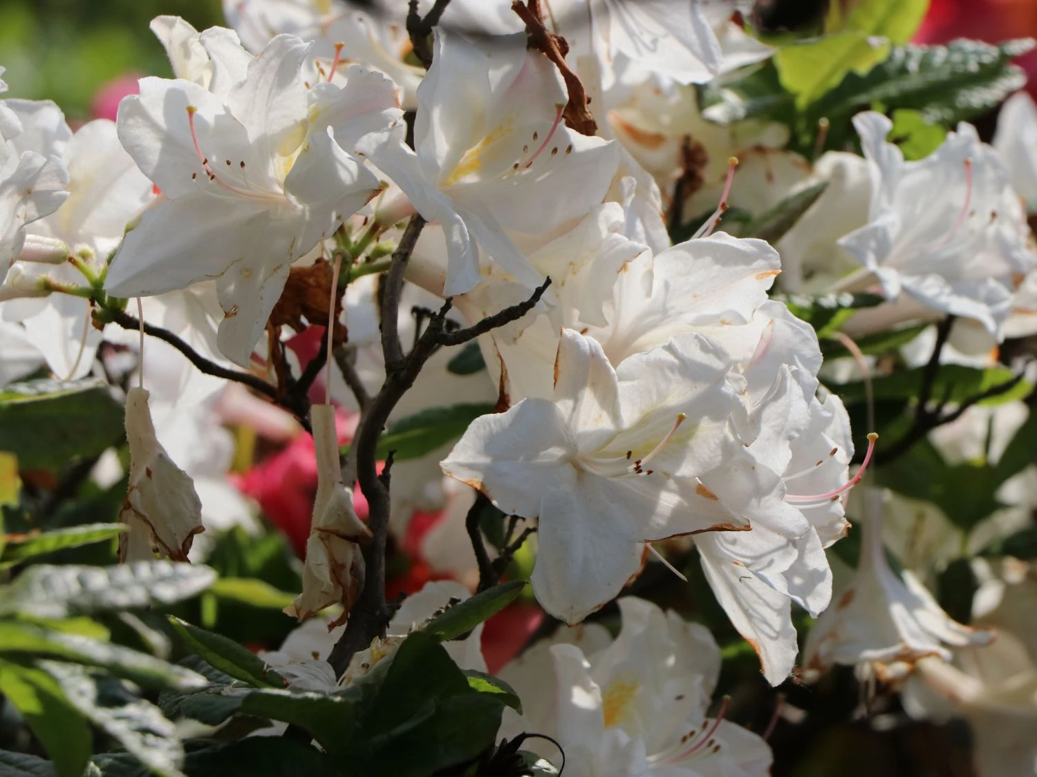 Laubabwerfende Azalee 'Oxydol' 3 Laubabwerfende Azalee 'Oxydol' – Bild 3