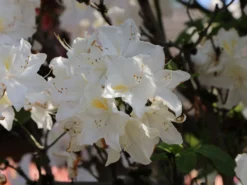 Laubabwerfende Azalee 'Oxydol' 11 Laubabwerfende Azalee 'Oxydol' -Deutschland Garten Funk Verkaufs-Shop laubabwerfende azalee oxydol m006884 w 4
