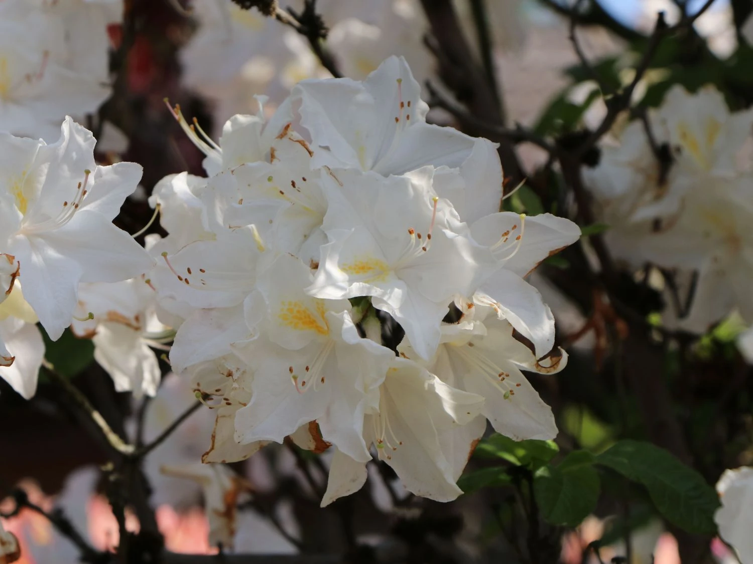 Laubabwerfende Azalee 'Oxydol' 6 Laubabwerfende Azalee 'Oxydol' – Bild 6