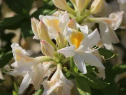 Laubabwerfende Azalee 'Persil' 11 Laubabwerfende Azalee 'Persil' -Deutschland Garten Funk Verkaufs-Shop laubabwerfende azalee persil m003052 w 0