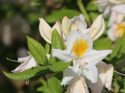 Laubabwerfende Azalee 'Persil' 13 Laubabwerfende Azalee 'Persil' -Deutschland Garten Funk Verkaufs-Shop laubabwerfende azalee persil m003052 w 1