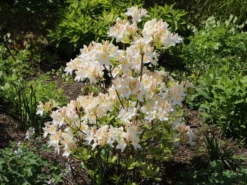 Laubabwerfende Azalee 'Persil' 10 Laubabwerfende Azalee 'Persil' -Deutschland Garten Funk Verkaufs-Shop laubabwerfende azalee persil m003052 w 2