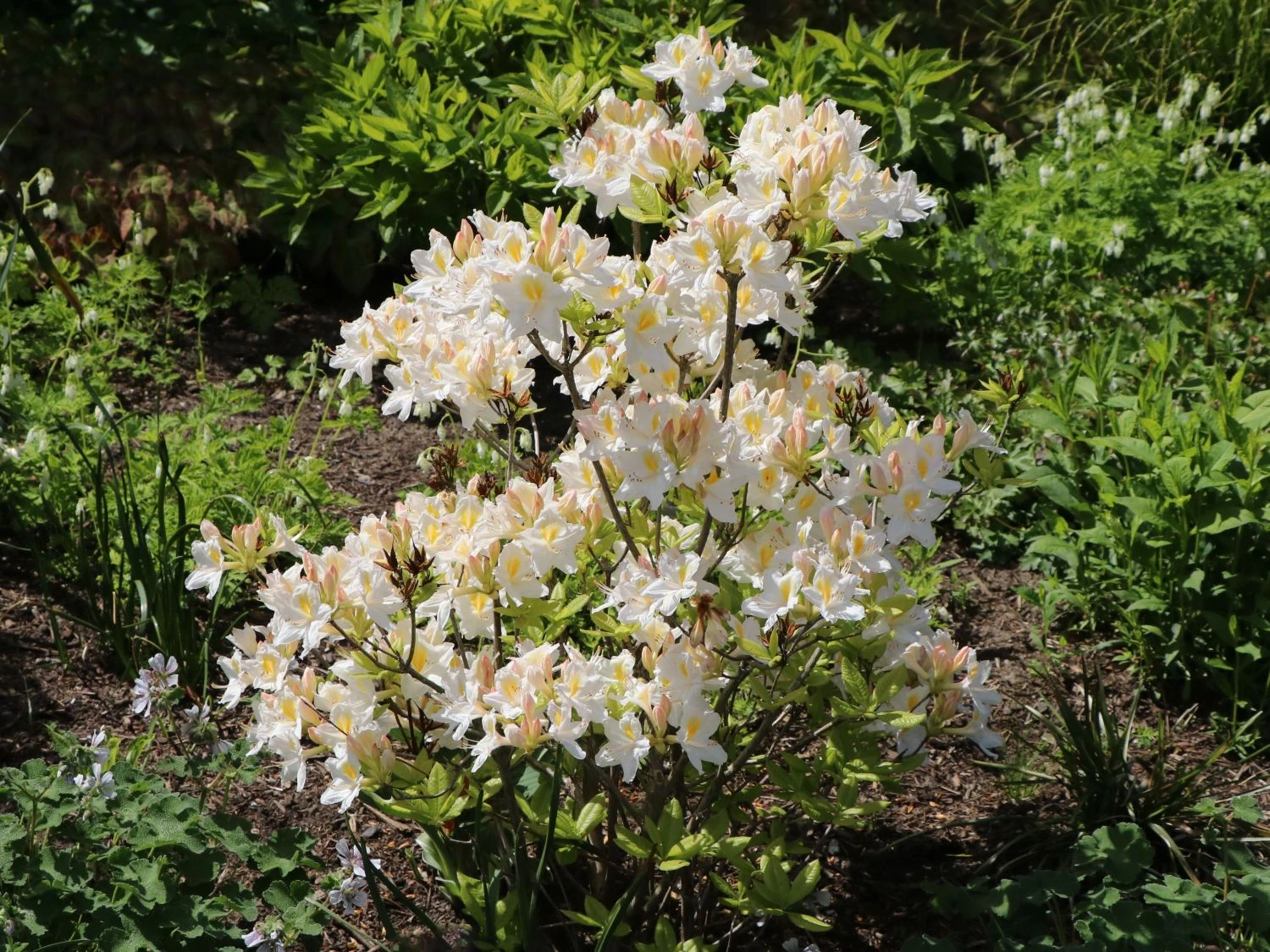 Laubabwerfende Azalee 'Persil' 3 Laubabwerfende Azalee 'Persil' – Bild 3