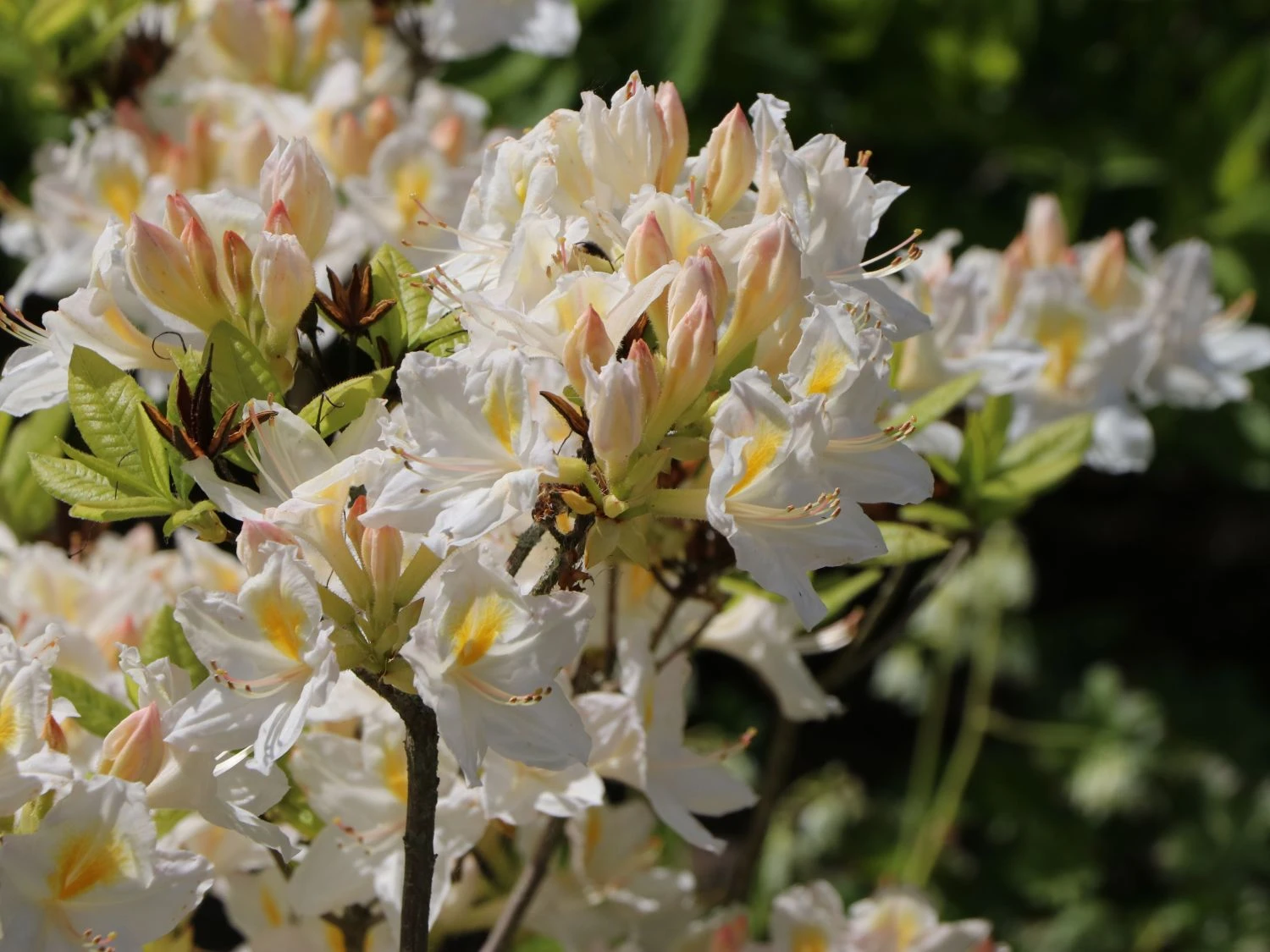 Laubabwerfende Azalee 'Persil' 2 Laubabwerfende Azalee 'Persil' – Bild 2