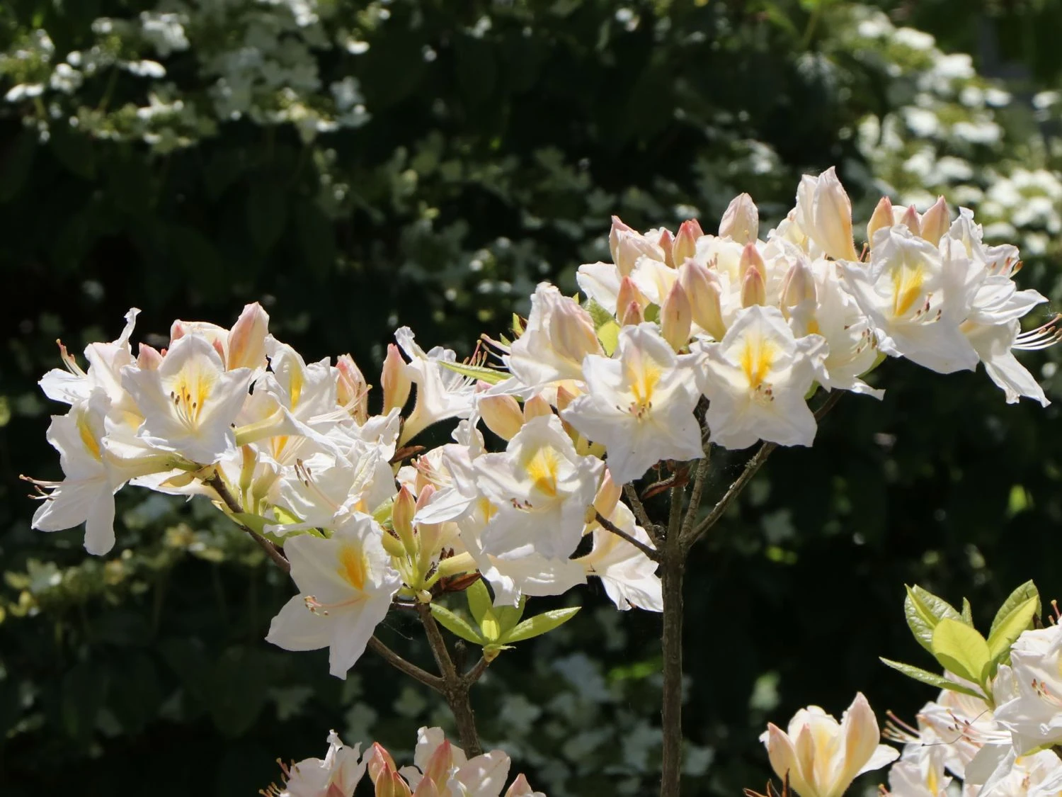 Laubabwerfende Azalee 'Persil' 5 Laubabwerfende Azalee 'Persil' – Bild 5