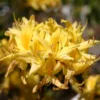 Laubabwerfende Azalee / Gelbe Azalee / Pontische Azalee