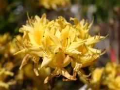 Laubabwerfende Azalee / Gelbe Azalee / Pontische Azalee
