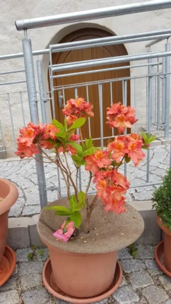 Laubabwerfende Azalee 'Sarina' 5 Laubabwerfende Azalee 'Sarina' -Deutschland Garten Funk Verkaufs-Shop laubabwerfende azalee sarina m003342 242137 0