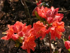 Laubabwerfende Azalee 'Sarina'