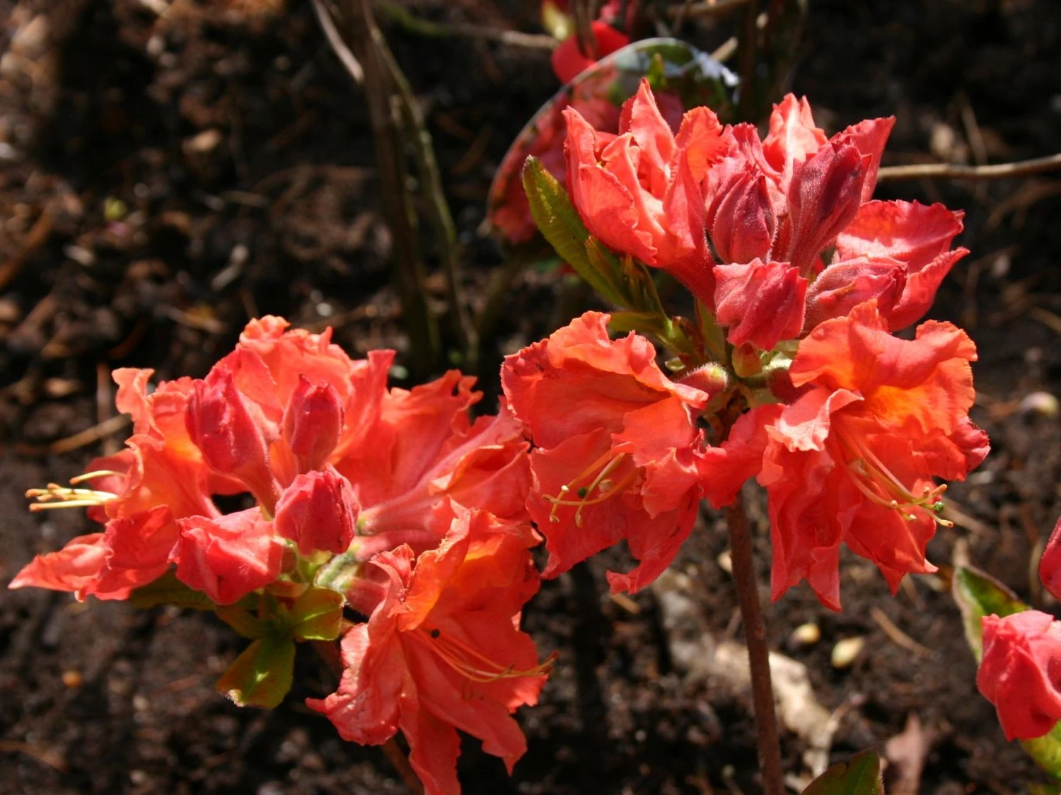 Laubabwerfende Azalee 'Sarina' 1 Laubabwerfende Azalee 'Sarina'