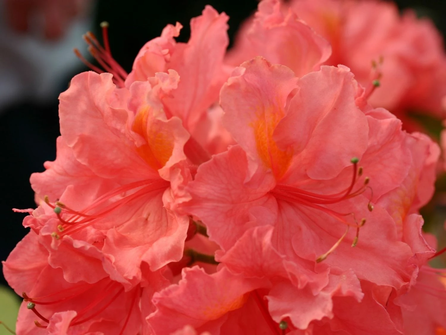 Laubabwerfende Azalee 'Sarina' 2 Laubabwerfende Azalee 'Sarina' – Bild 2