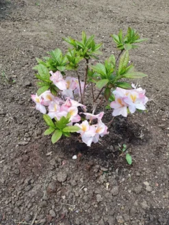 Laubabwerfende Azalee 'Satomi' 14 Laubabwerfende Azalee 'Satomi' -Deutschland Garten Funk Verkaufs-Shop laubabwerfende azalee satomi m004184 193676 1