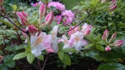 Laubabwerfende Azalee 'Satomi' 15 Laubabwerfende Azalee 'Satomi' -Deutschland Garten Funk Verkaufs-Shop laubabwerfende azalee satomi m004184 80497 0