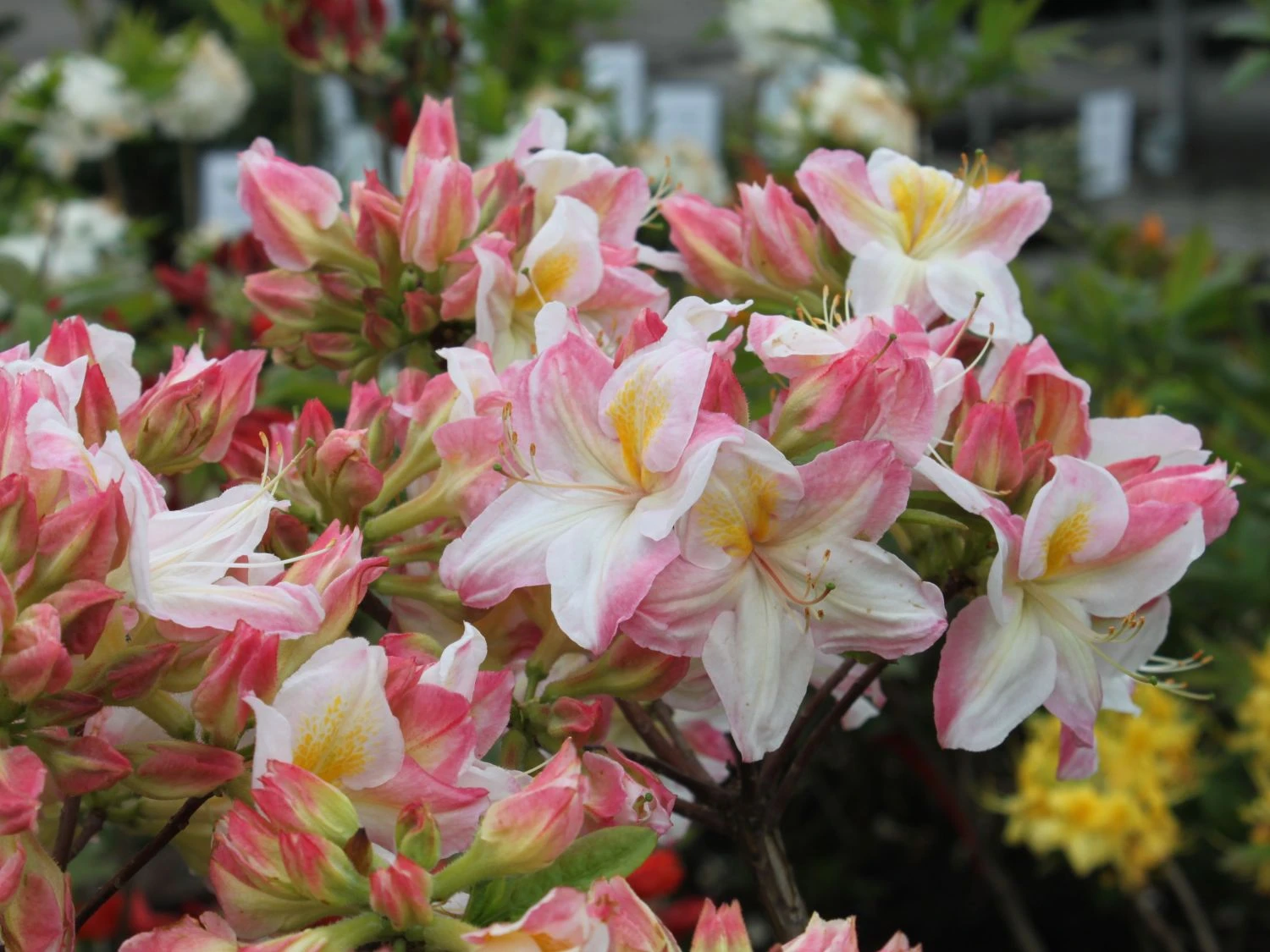 Laubabwerfende Azalee 'Satomi' 2 Laubabwerfende Azalee 'Satomi' – Bild 2