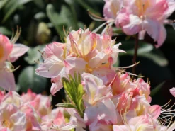 Laubabwerfende Azalee 'Satomi' 12 Laubabwerfende Azalee 'Satomi' -Deutschland Garten Funk Verkaufs-Shop laubabwerfende azalee satomi m004184 w 1