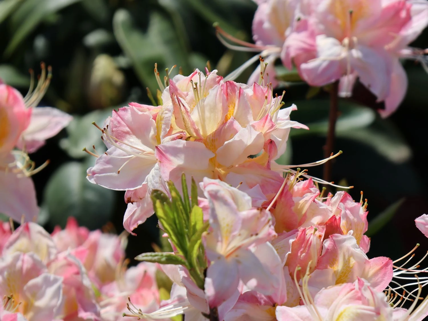 Laubabwerfende Azalee 'Satomi' 5 Laubabwerfende Azalee 'Satomi' – Bild 5