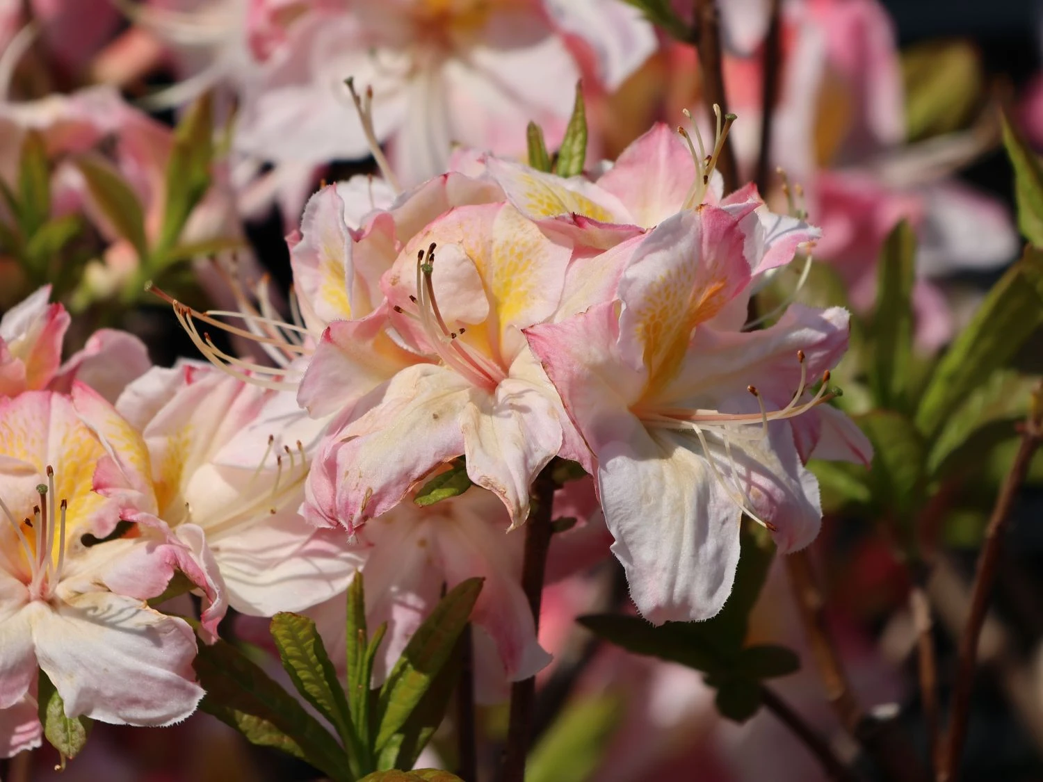 Laubabwerfende Azalee 'Satomi' 3 Laubabwerfende Azalee 'Satomi' – Bild 3