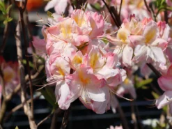 Laubabwerfende Azalee 'Satomi' 11 Laubabwerfende Azalee 'Satomi' -Deutschland Garten Funk Verkaufs-Shop laubabwerfende azalee satomi m004184 w 3