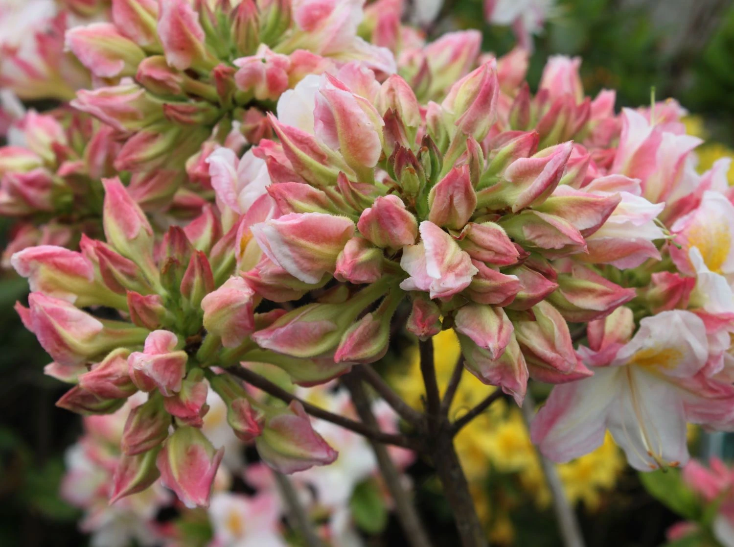 Laubabwerfende Azalee 'Satomi' 6 Laubabwerfende Azalee 'Satomi' – Bild 6