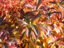 Laubabwerfende Azalee 'Schneegold' -Deutschland Garten Funk Verkaufs-Shop laubabwerfende azalee schneegold m003344 w 0