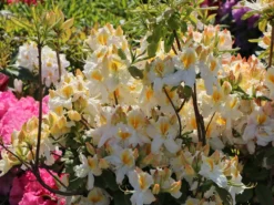 Laubabwerfende Azalee 'Schneegold' -Deutschland Garten Funk Verkaufs-Shop laubabwerfende azalee schneegold m003344 w 1