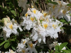 Laubabwerfende Azalee 'Schneegold' -Deutschland Garten Funk Verkaufs-Shop laubabwerfende azalee schneegold m003344 w 2