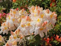 Laubabwerfende Azalee 'Schneegold' -Deutschland Garten Funk Verkaufs-Shop laubabwerfende azalee schneegold m003344 w 3