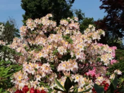 Laubabwerfende Azalee 'Schneegold' -Deutschland Garten Funk Verkaufs-Shop laubabwerfende azalee schneegold m003344 w 4