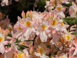 Laubabwerfende Azalee 'Schneegold' -Deutschland Garten Funk Verkaufs-Shop laubabwerfende azalee schneegold m003344 w 5